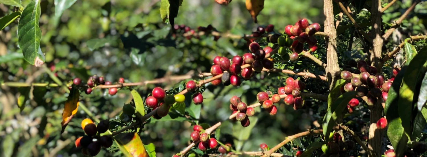 Joe Bean Espresso Blend - Image 4